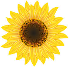 Immagini di buon compleanno con fiori auguri di buon compleanno. Sunflower Png Image Feste Di Compleanno A Tema Palloncini Feste Di Compleanno
