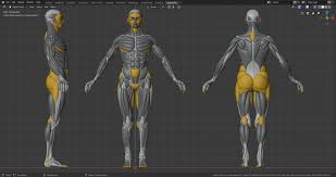 Over half of these bones are in the hands, which have 54 bones, and the feet, which have 52 bones. Artstation Human Bone Muscle Fat With 3 Views Wanoco 4d