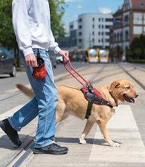 Usually, a student in florida requires an iep (individualized education plan) or a 504 plan in order to have a service dog with them. Ada Service Dog Laws 2021 Service Dog Certifications