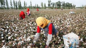 Blessing your cotton socks can the stain of forced and child labour be removed from international economist. Xinjiang Cotton Western Clothes Brands Vanish As Backlash Grows Bbc News