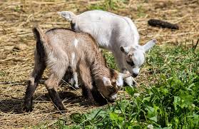 D'artagnan, qui, à défaut de la pratique, avait une profonde théorie, redoubla d'agilité. 5 Bonnes Raisons D Adopter Une Chevre Naine Depuis Mon Hamac