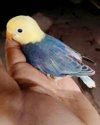 Menyilangkan lovebird parblue dengan lovebird biola akan menghasilkan lovebird biola lovebird ini populer disebut sable yang artinya lovebird dengan kepala warna cerah dan bersih. Lovebird Parblue Sable Head Steemit