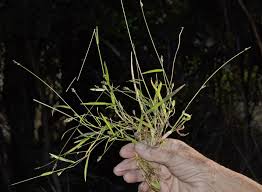 Image result for Sacciolepis indica