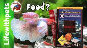 What To Feed Betta Fish Fry And Juveniles Youtube