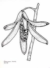 Image result for Entandrophragma caudatum