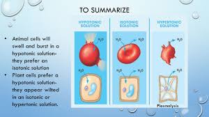 Plant cells (bottom panel) become plasmolyzed in a hypertonic solution, but tend to do best in a hypotonic environment. Why Do Cells Burst In A Hypotonic Solution