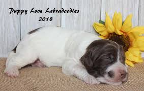 This puppy mill was also named one of the worst in the nation due to a huge campylobacter outbreak in petland stores. Tango Fin Alberta Labradoodle Puppies For Sale Puppy Love Labradoodles