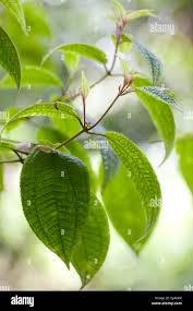 Image result for Dichaetanthera