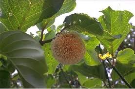 Image result for Sarcocephalus