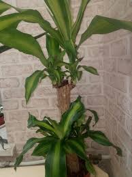 Și deși aceste flori false nu sunt la fel de parfumate, nu poate nimeni nega că ele arată splendid și nu necesită niciun fel de întreținere. Flori De Camera Chisinau Sfaturi De Ingrijire Vind Schimb Daruiesc Facebook