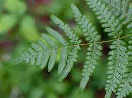 Image result for Pteridium aquilinum