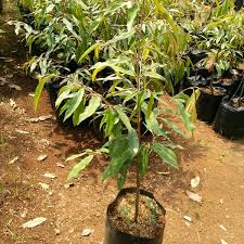 Durian asal malaysia ini terkenal enak, berdaging tebal, manis dan legit. Jual Bibit Durian Musangking Hasil Okulasi Ukuran 1 Meter Up Perawatan Baik Dalam Waktu 3 Tahun Lagi Mulai Berbuah Di Lapak Yunus Tectona Bukalapak