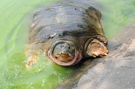 Ngoài 'cụ rùa' Hồ Gươm, Việt Nam còn nhiều rùa cần bảo vệ