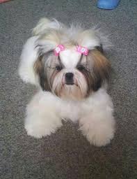 See more ideas about shih tzu grooming, shih tzu, shih tzus. Discover Cute Shih Tzu Puppies Exercise Needs Shihtzulife Shitzublack Shihtzupuppy Cute Dogs Shih Tzu Puppy Dog Haircuts