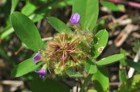 Image result for Grona barbata