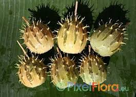 Image result for Cucumis aculeatus