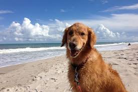 Maybe you would like to learn more about one of these? Dog Friendly Activities In Melbourne Beach Fl Bringfido
