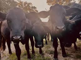 Howze & Sons Farms LLC