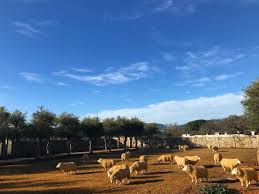 Aeropuerto las arboledas calle arboledas de la hacienda (atizapán de zaragoza). Blue Skies Over Our Organic Olive Grove El Olivar Cielos Azules Sobre Nuestro Olivar Organico Organicoasis Lospatiosibi Bio Restaurant Olivenbaum Schafe