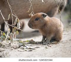 Compra «carpincho bebé» de mino shop en un/a pegatina. Close Portrait Cute Baby Capybara Hydrochoerus Stock Photo Edit Now 1245321544