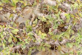 Image result for Commiphora kua