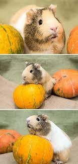 Pin On Guinea Pig Photo