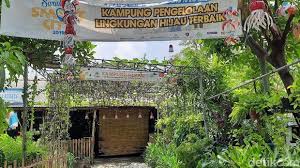 Diantaranya pohon buah jeruk limau, sunkist, anggur ninel, anggur transfiguration, sawo manila, mangga chokanan, mangga mahatir, alpukat mentega. Kampung Herbal Di Surabaya Punya Tanaman Empon Empon Komplit Intip Yuk