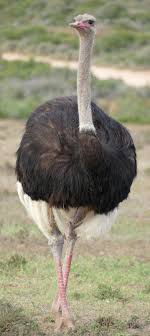 Bird That Looks Like An Ostrich About Wild Animals Does An Ostrich Bury It S Head In The Sand Animals Animals Wild Ostriches