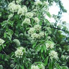 Image result for Pycreus fluminalis