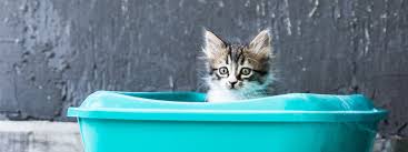 La perte de poids d'une personne en santé est attribuable à la fois à la réduction des calories consommées et à l'augmentation de l'activité physique. Les Diarrhees Du Chat Causes Et Traitement