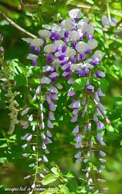 We did not find results for: Wild Prolific Wisteria Unexpected In Common Hours