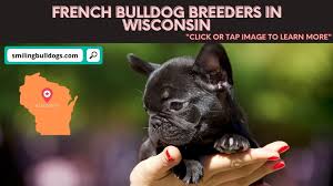 Find dogs and puppies for sale, near you and across australia. 5 Best French Bulldog Breeders In Wisconsin Reviews Smiling Bulldogs