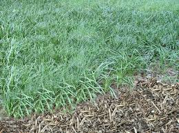 Check spelling or type a new query. Controlling Monkey Grass How To Manage And Get Rid Of Liriope