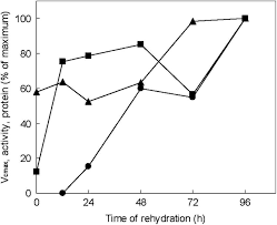 Image result for Xerophyta scabrida