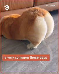 training a caique like a dog