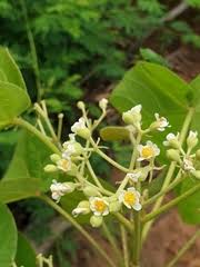 Image result for Clappertonia polyandra
