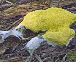 A mysterious slime mould that destroys everything in its path. What Is The White Stuff Growing On My Mulch Davey Blog
