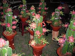 Here is the container i use now. How To Plant Dragon Fruit In The Pots Steemit