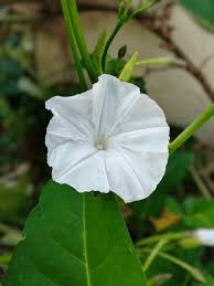 Image result for Ipomoea violacea