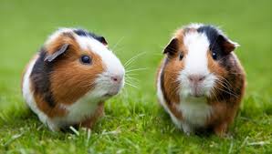 Newborn guinea pigs are fully developed with their eyes and mouth open so they are fun to play with and easy to breed. Top 10 Small Pets That Could Be Right For Your Kids Wonderslist