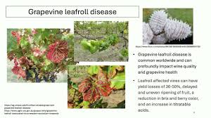 Image result for Grapevine leafroll virus
