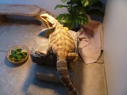 Post Your Growth Charts Here Bearded Dragon Org