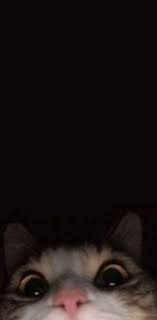 Some of the very first documentation of humans and cats together date back to ancient egypt when cats were also their guardians. Cat Aesthetic Wallpaper By Ladyanim Download On Zedge Cbaa