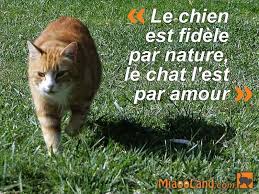 Citation Chat Le Chien Est Fidele Par Nature Le Chat L Est Par Amour Citation Chat Citation Animaux Faits De Chat