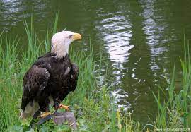 Met zijn karakteristieke witte kop en staart is deze vogel de enige arend die uitsluitend op het elke amerikaanse zeearend voert patrouillevluchten uit. Vogels Birds Aves De Website Van Jvbfotografie