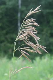 Image result for Bromus  inermis