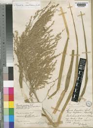 Image result for Phragmites mauritianus