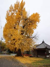 チャーさんの投稿 イチョウ お出かけ先 熱帯植物 花の写真 植物 花
