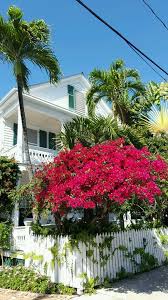 Kutchey's flowers in key west proudly serves key west and the surrounding areas. Magenta Bougainvillea Shimmering With Color On White Street Key West Fl Keywestgardens Bougainvillea Tropical Garden Lush Garden