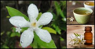 Flowers are very fragrant and it is the national flower of philippines known as. Sampaguita The Philippines National Flower Is A Treasure Trove Of Health Benefits Dr Farrah Md